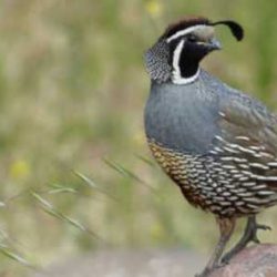 Best choke for quail hunting