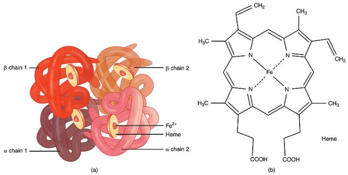 Select all statements that correctly describe hemoglobin and myoglobin structure