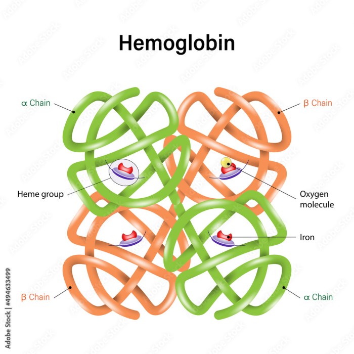 Select all statements that correctly describe hemoglobin and myoglobin structure