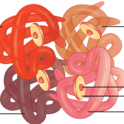 Myoglobin hemoglobin heme molecule prosthetic polar hydrogen bonds helices subunits