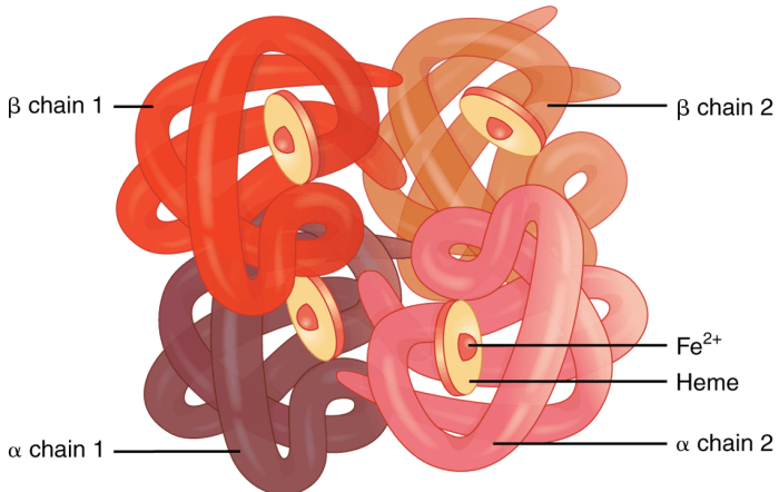 Myoglobin hemoglobin heme molecule prosthetic polar hydrogen bonds helices subunits