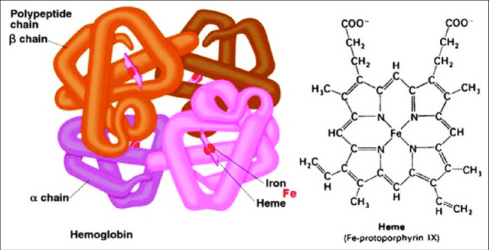 Hemoglobin heme group iron molecule binding protein alpha subunits chromosome structure oxygen beta chemical adult chains four fetal coded biochemistry